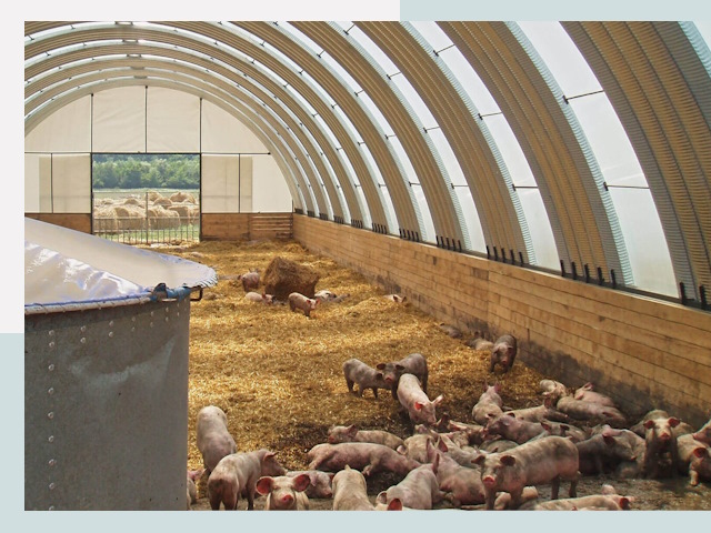 Строительство свинарников в Бердске